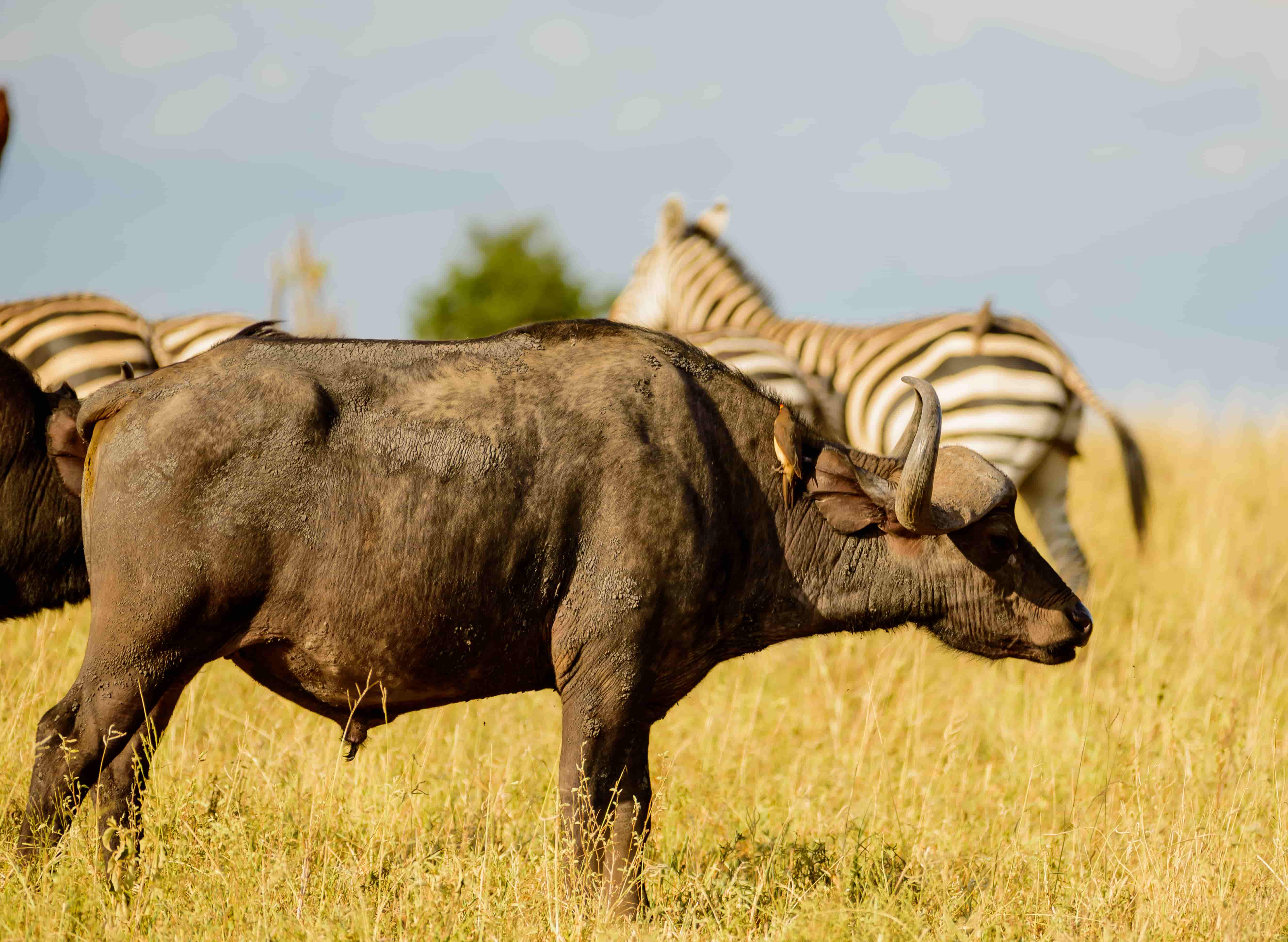 5 Days Tanzania Safaris